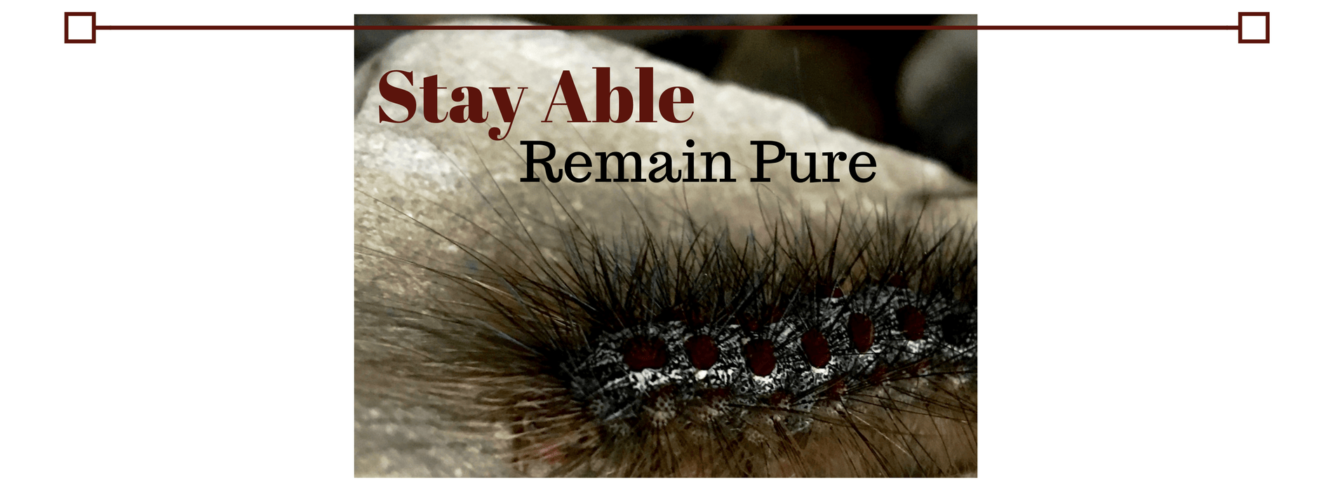 Stay Able Remain Pure