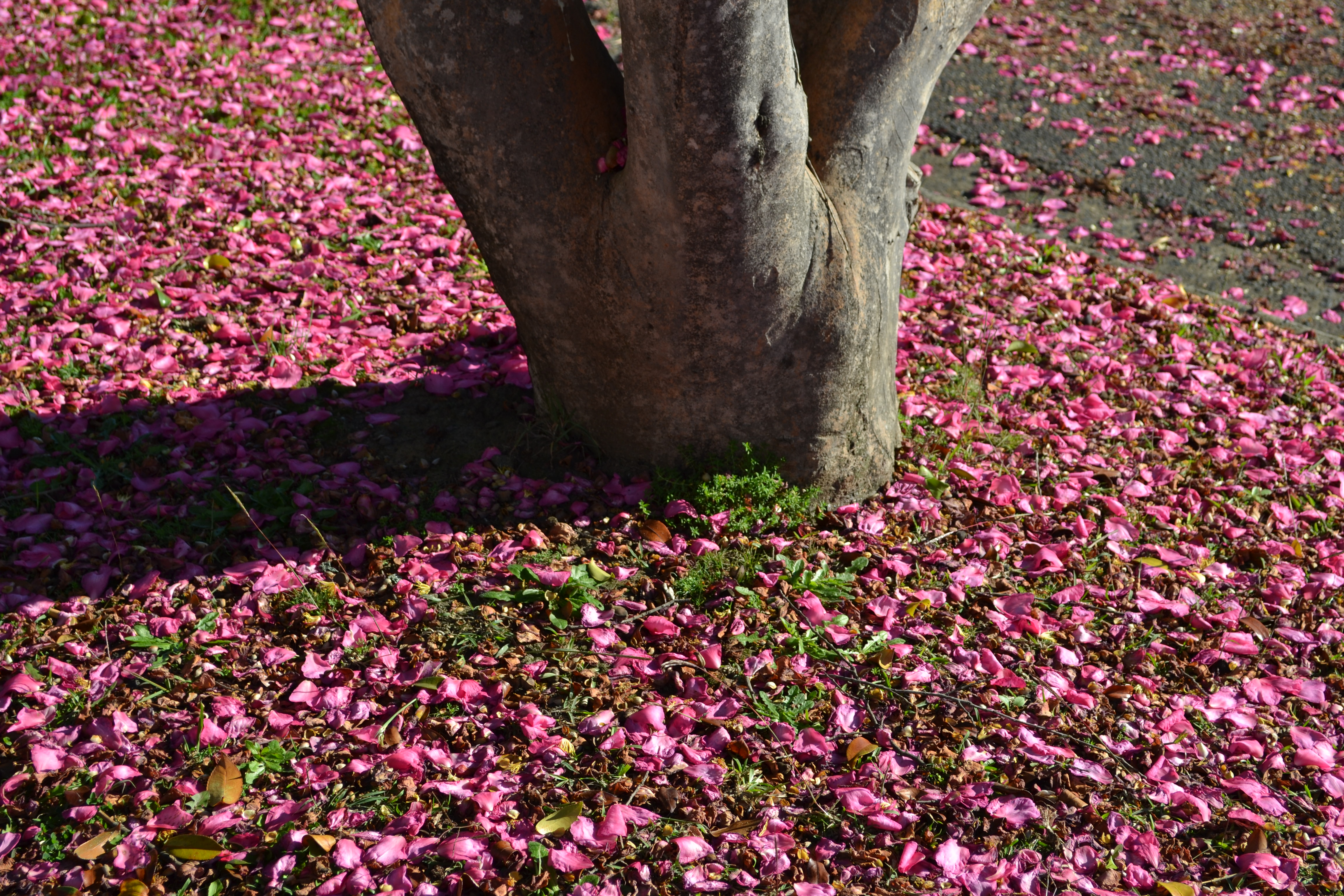 dsc_0451.jpg