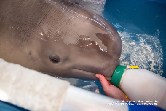 Beluga Bebe Rescatada Llega A Su Nuevo Hogar En Seaworld San Antonio