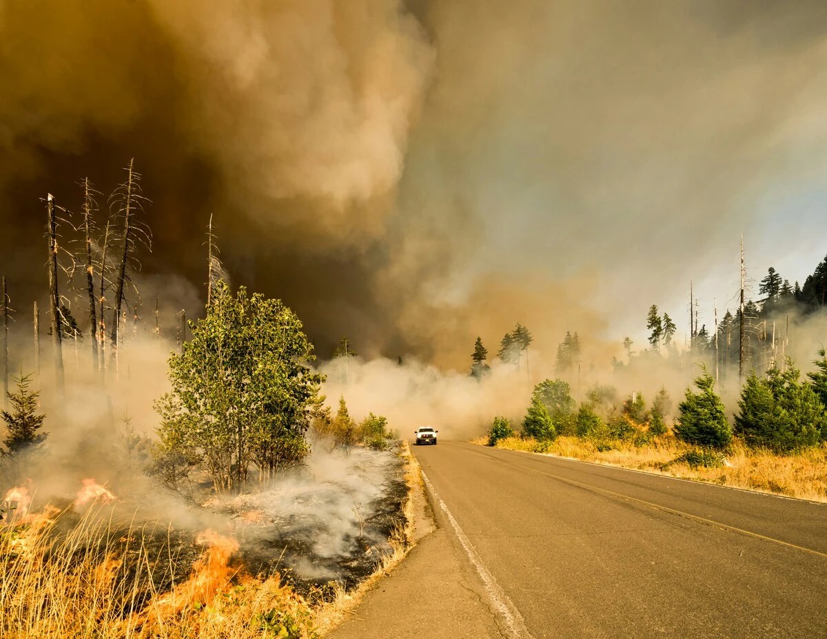 Wildfire Burning Along A Forest Roadway With Heavy Smoke Filling The Sky As Flames Spread Through Dry Vegetation Beside The Pavement