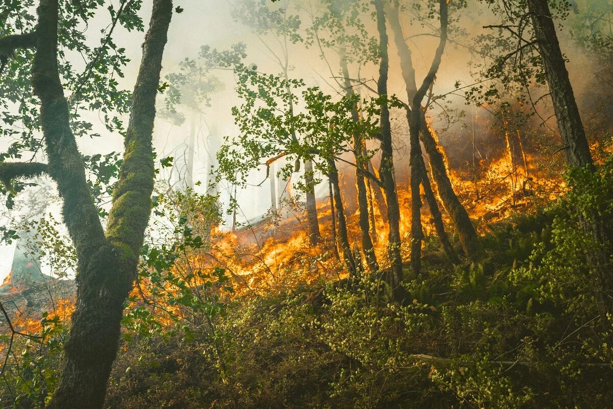 Wildfire Spreading Through A Forested Hillside With Flames Burning Beneath Trees And Dense Smoke Rising Through The Woodland