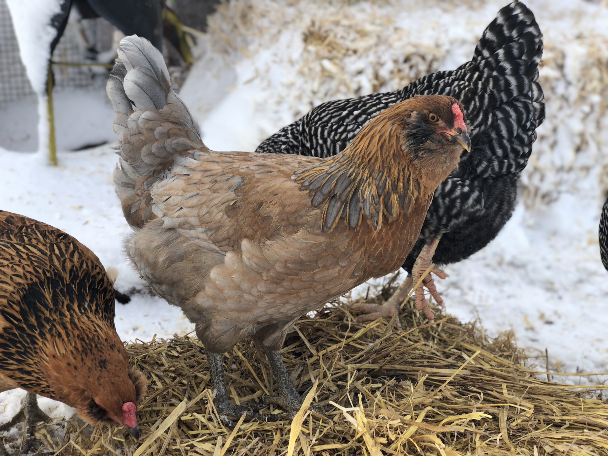 Take 5 for Tuesday – 4/3/18 A blog about Podcasts, People, Permaculture,  and so much more!