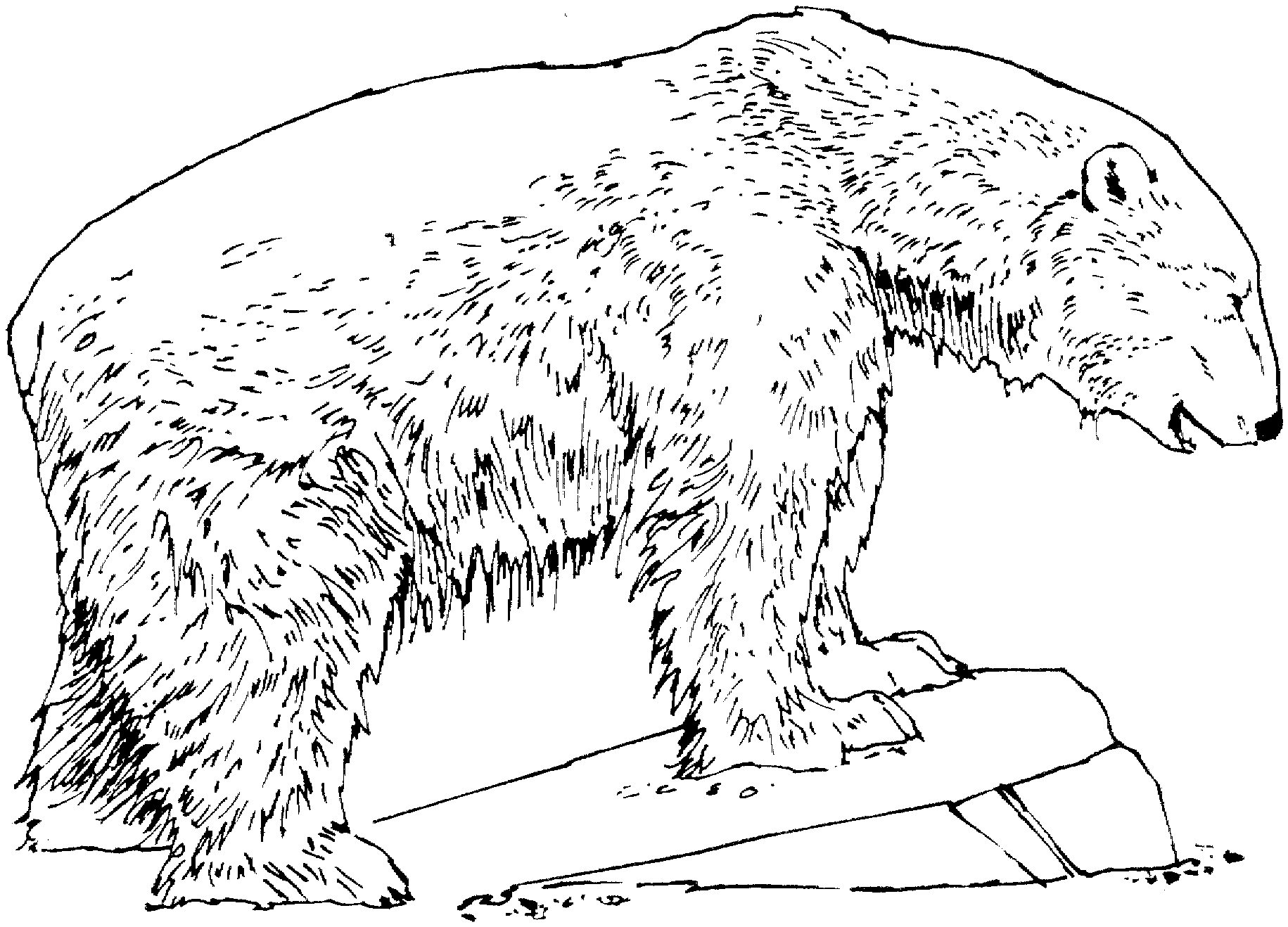 Free bear coloring pages