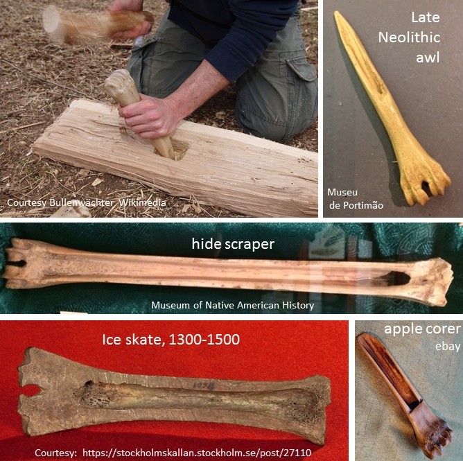 The versatile cannon bone. What is it? MuscleAndBone.Info