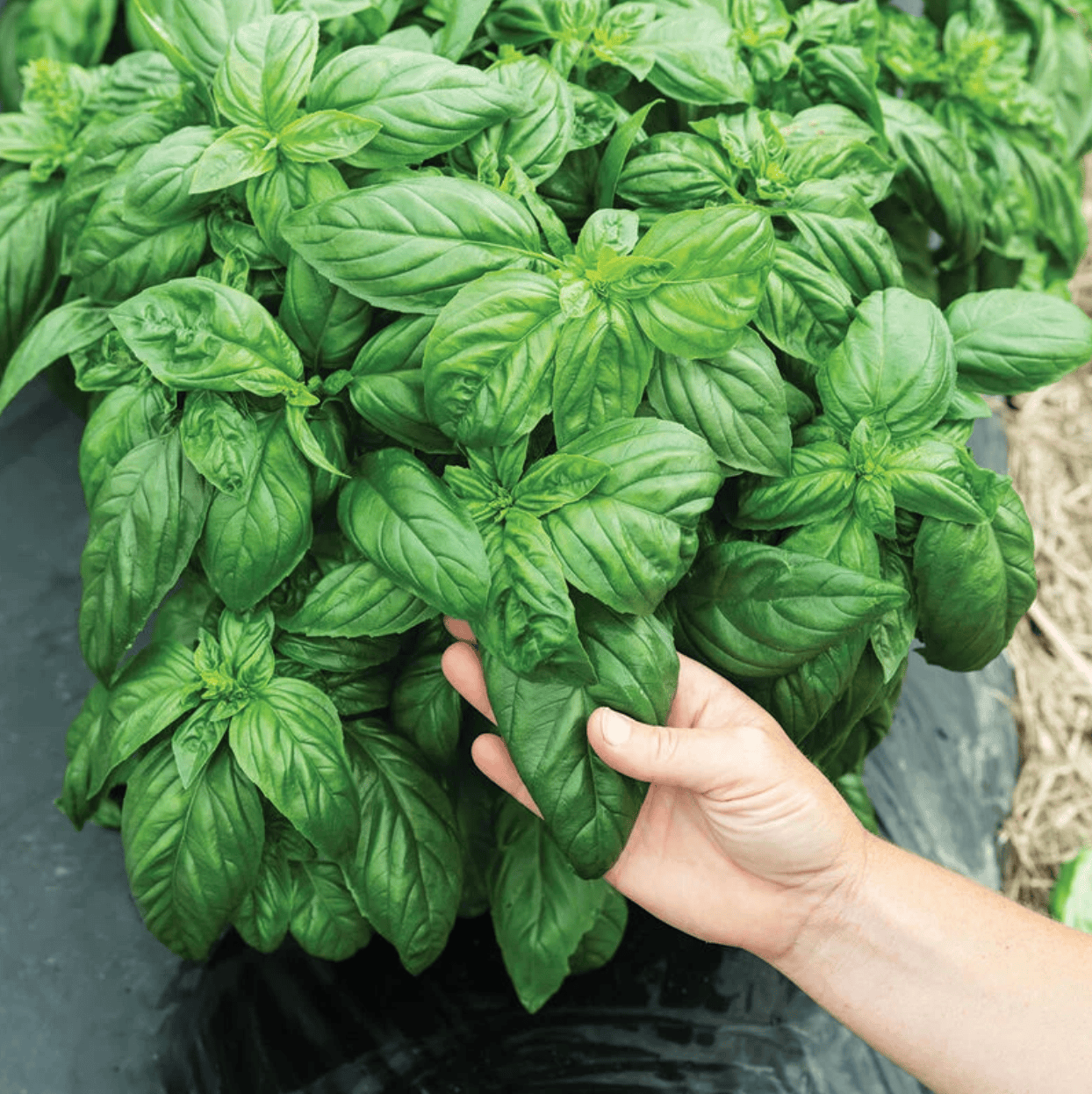 Fresh Basil