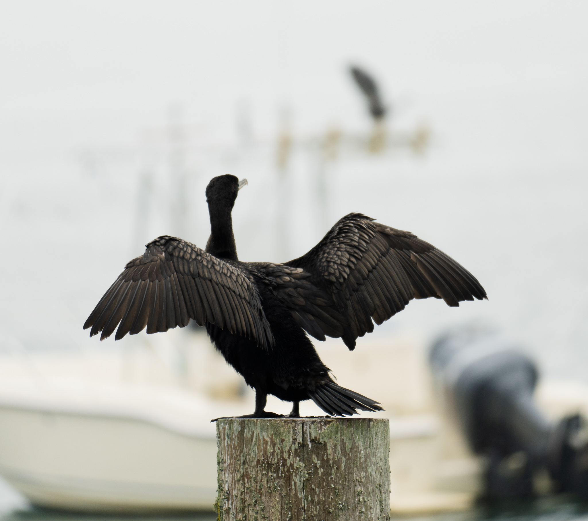 Black Wings