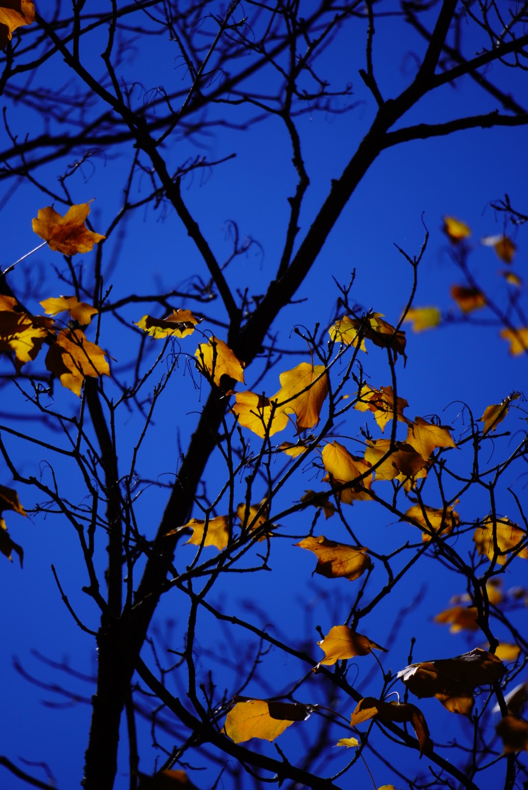 3D Leaves