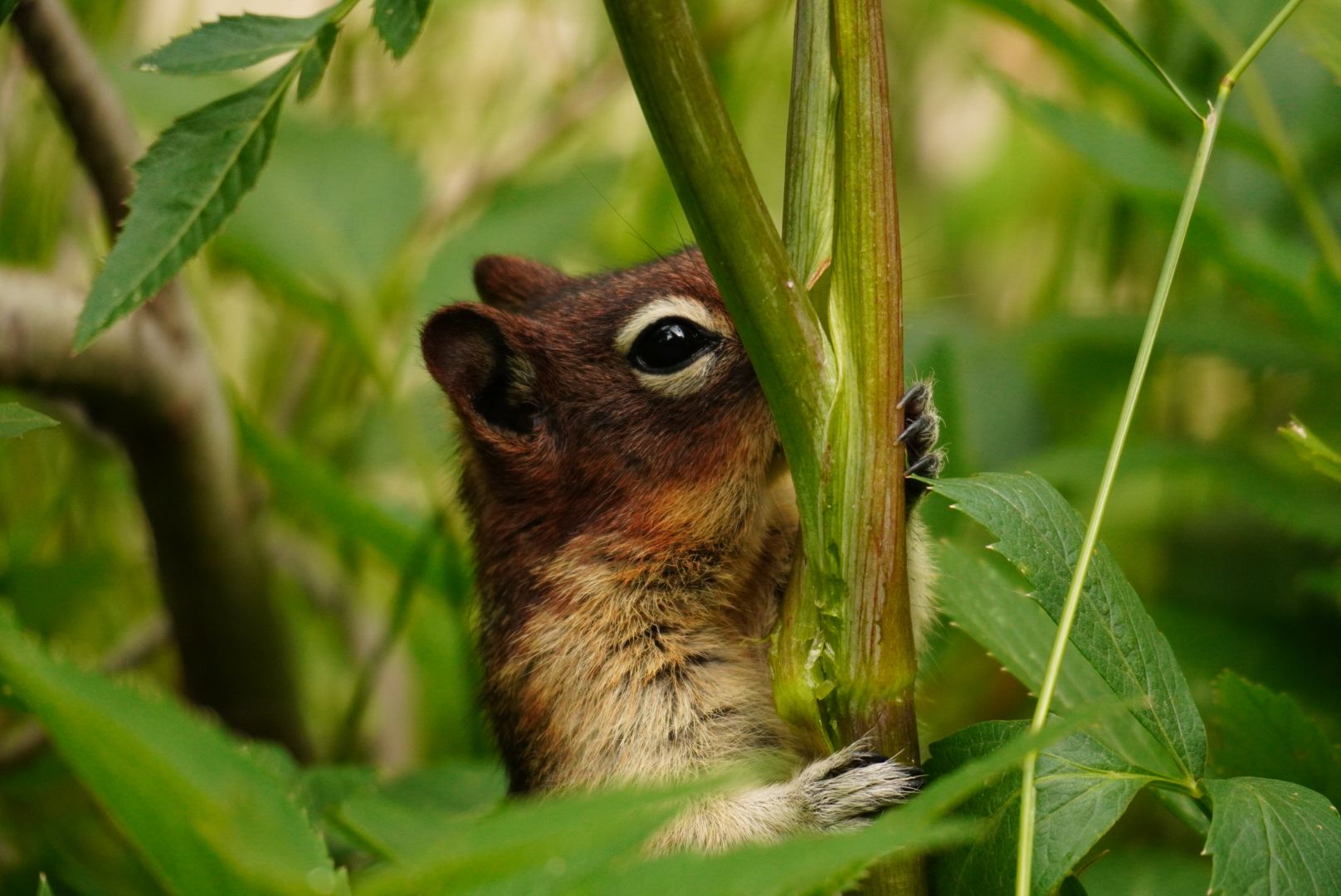 Little Guy
