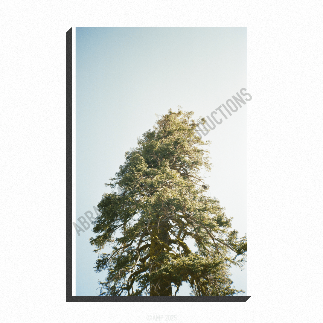 Pine Tree Print