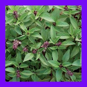 BASIL_THAI