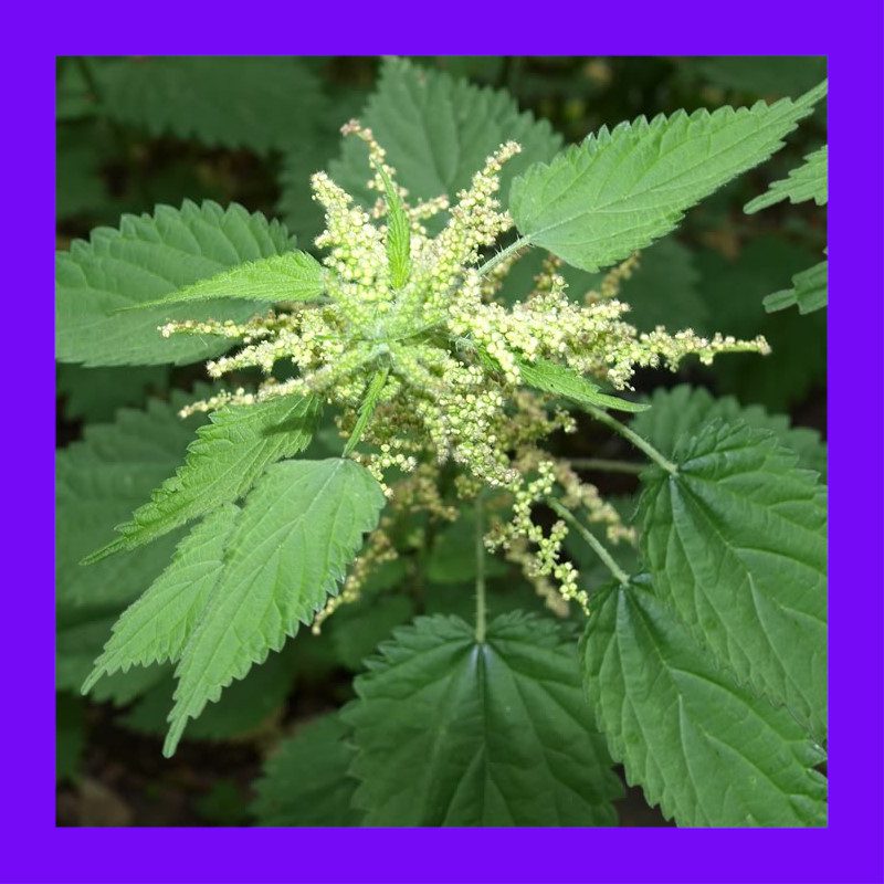 HERB_STINGING_NETTLE
