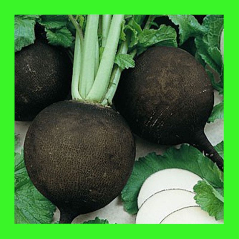 RADISH_BLACK_SPANISH.