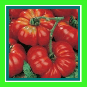 TOMATOE-ROUGE_De_MARMANDE_(SALE)