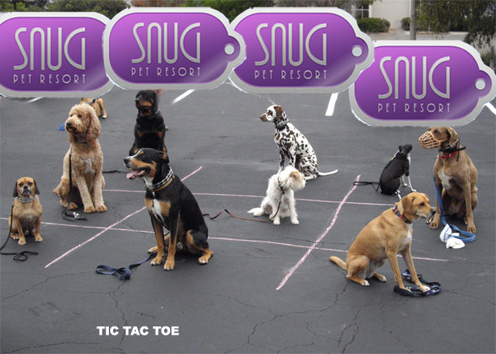 san diego dog training puppy behavior obedience training - absolute k9 on snug pet resort reviews
