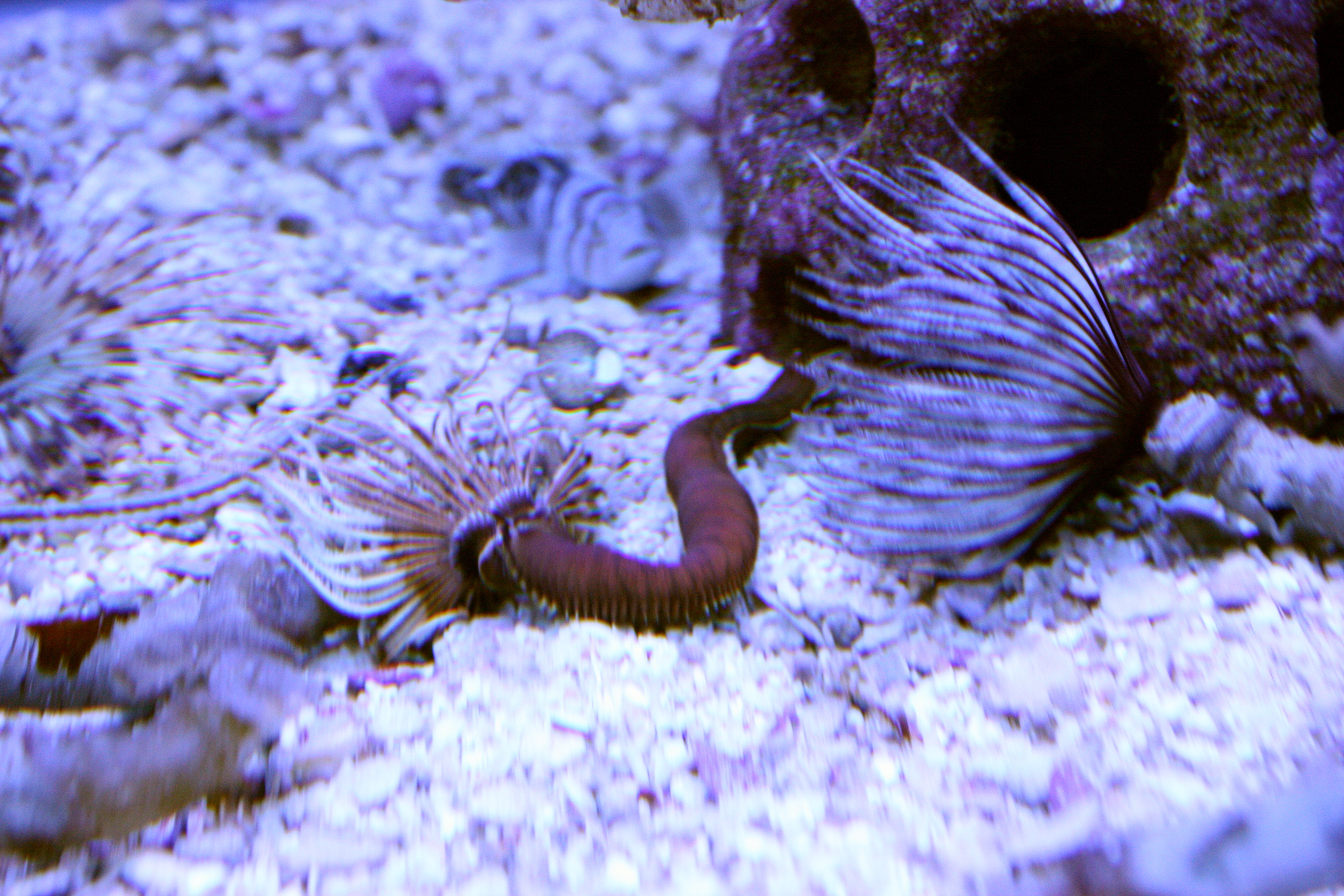 Feather Duster Worm Polychaete Britannica 