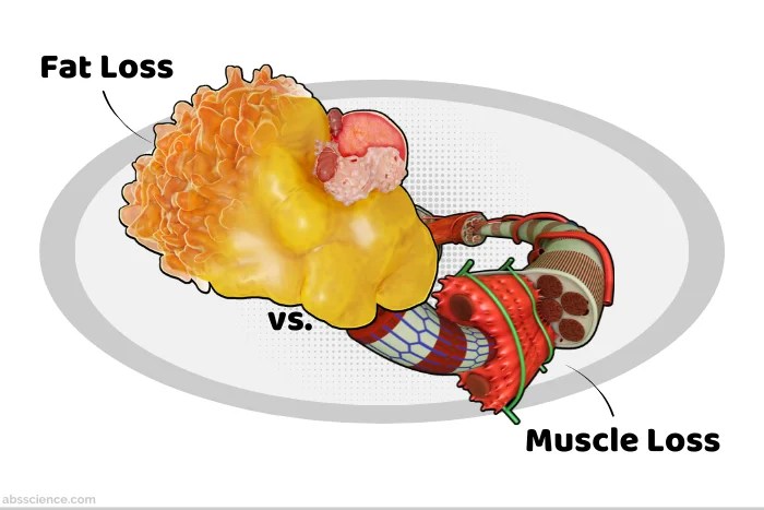 Read more about the article How Much Fat vs. Muscle Do You Lose In Popular Diets?