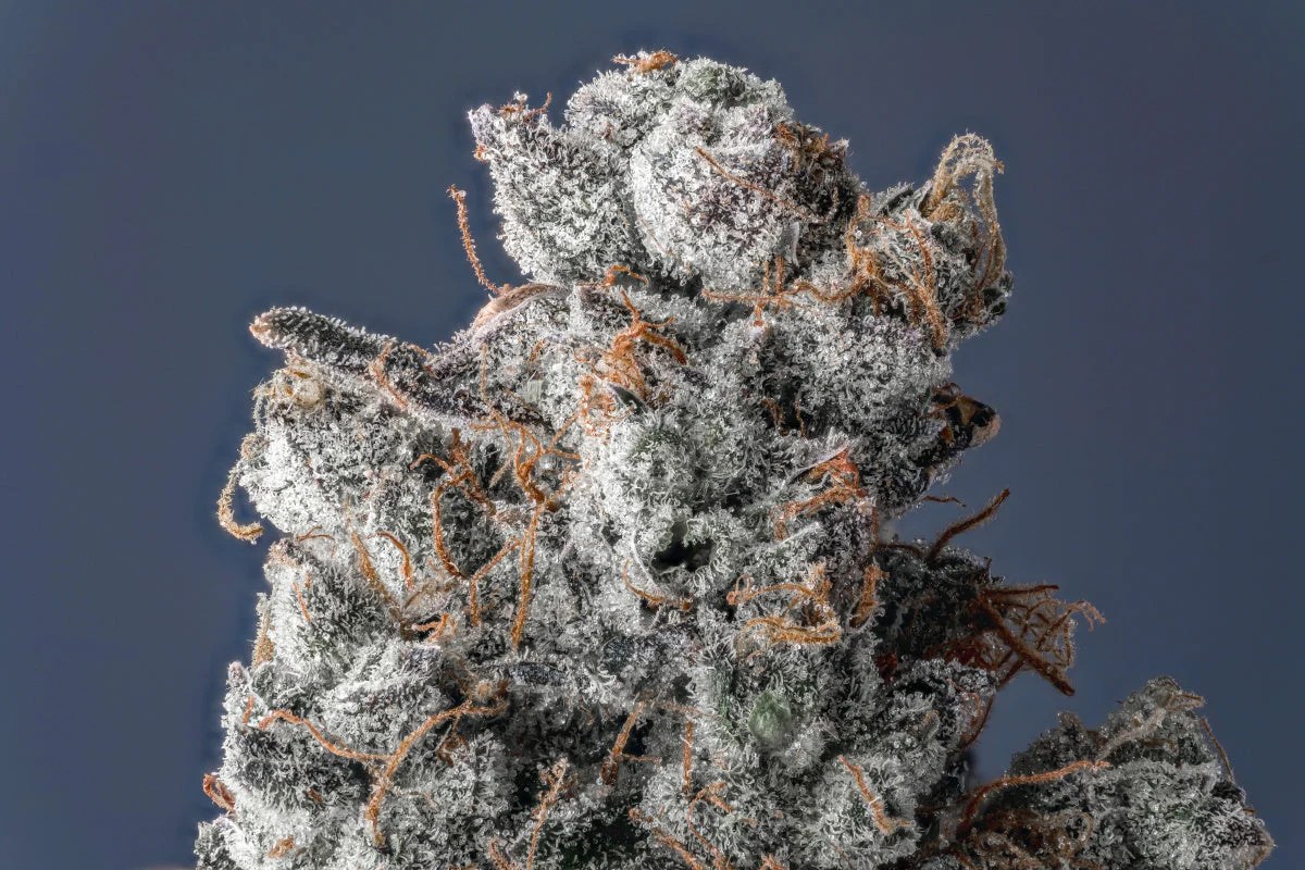 GMO cannabis flower macro terpene reference photo