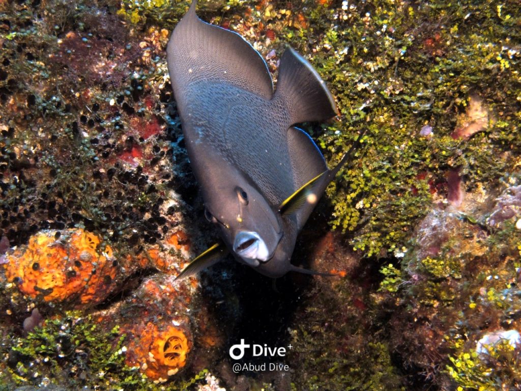 peixefrade