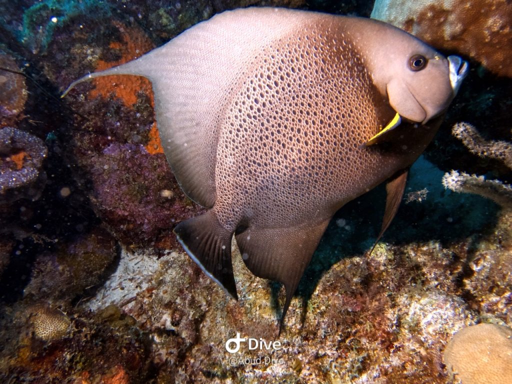 https://abuddive.com.br/wp-content/uploads/2020/05/peixe-tricolor.jpeg