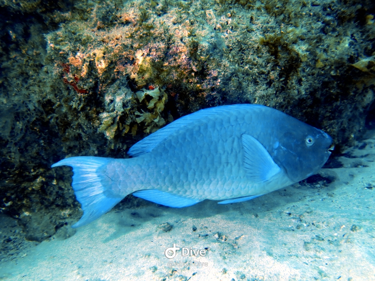 Peixe Papagaio Azul