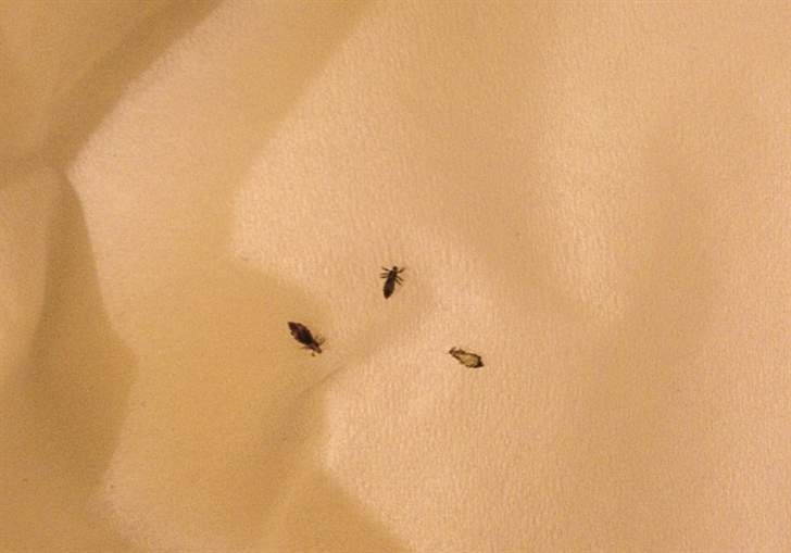 قمل للبيع بالكويت