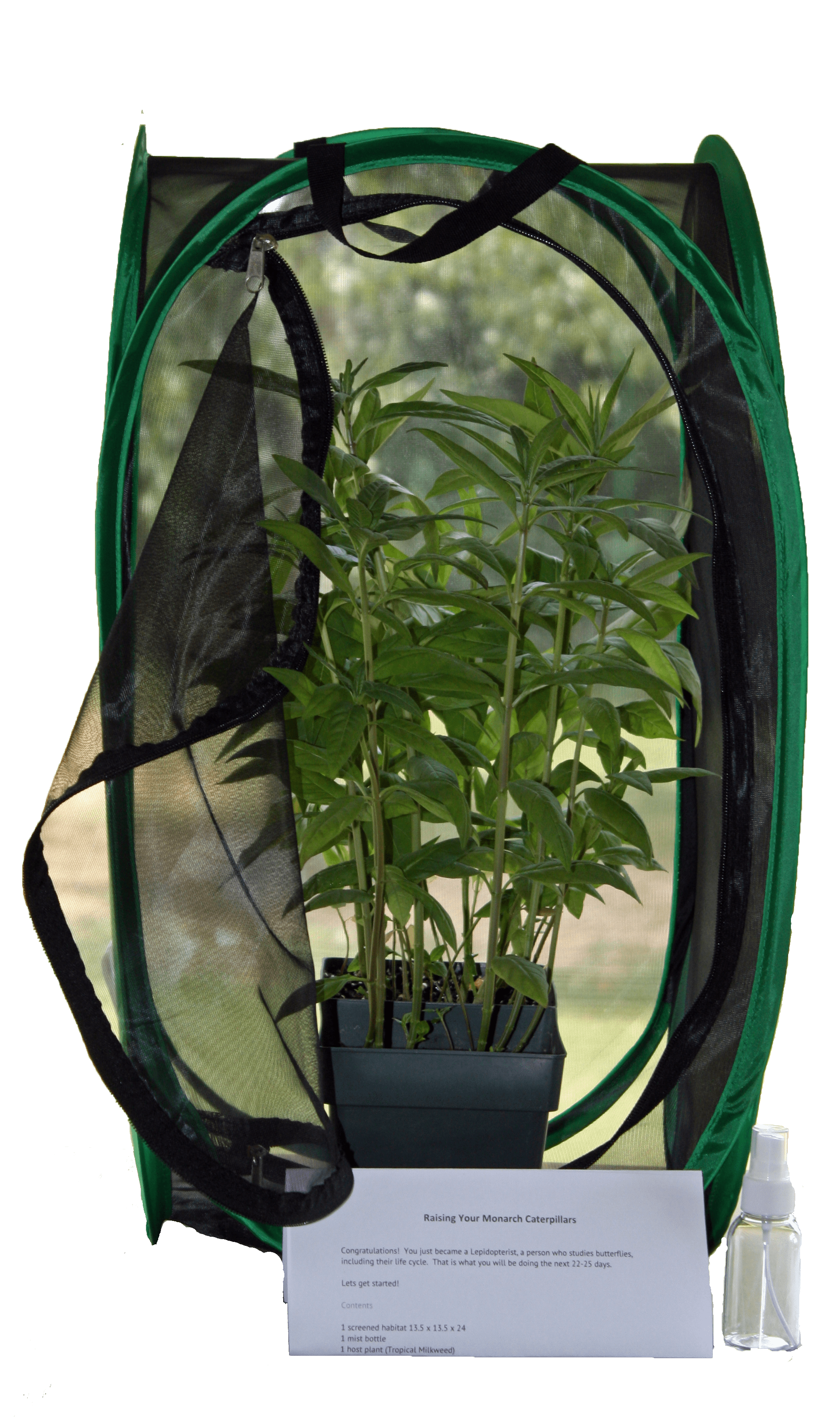 Monarch Butterfly Metamorphosis Kit A Butterfly Tale LLC