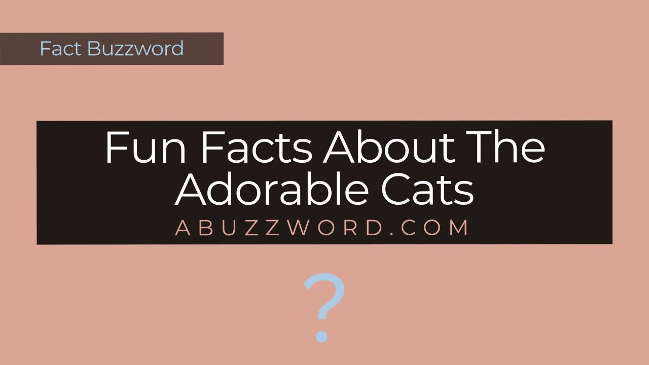 Fun Facts About The Adorable Cats