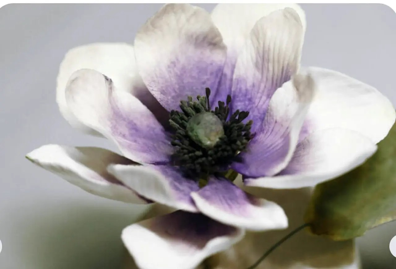 Es una flor hermosa pero de poca duración. Incluso en el agua no durará más de un par de dias, y en una torta se pone mal en unas horas. Al mismo tiempo, la anémona de fondant, no perderá su forma ni atractivo aspecto durante mucho tiempo.