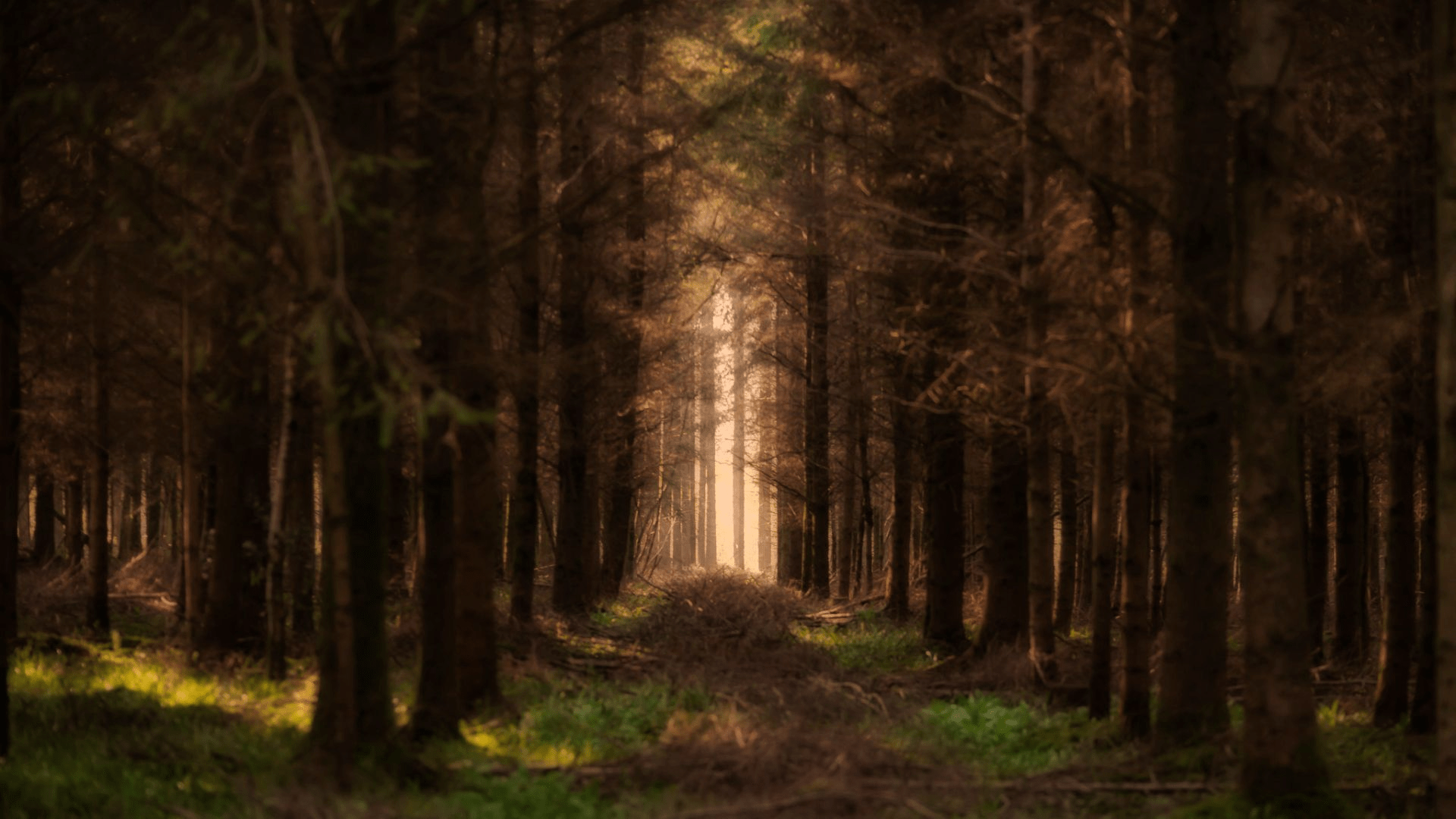 A photograph of a forest in Wiltshire called Grovely Wood. The shot is taken along a track between pine trees. The trees are all in shade and there is golden sunlight at the end of the tree tunnel.