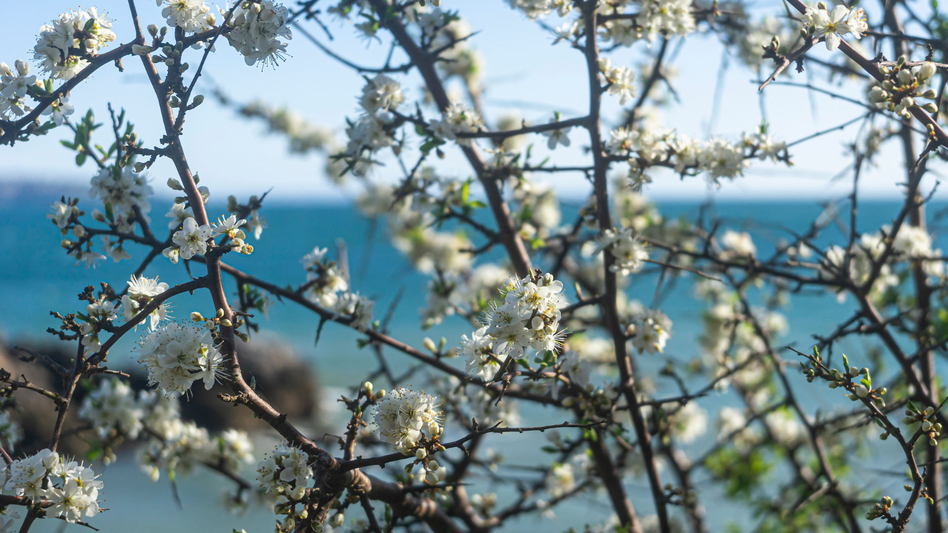 A photograph of hawthorn blossom in Marridge Wood. The photograph was taken in April 2024 above Churston Cove in Devon. You can see the blue sea in the background.
