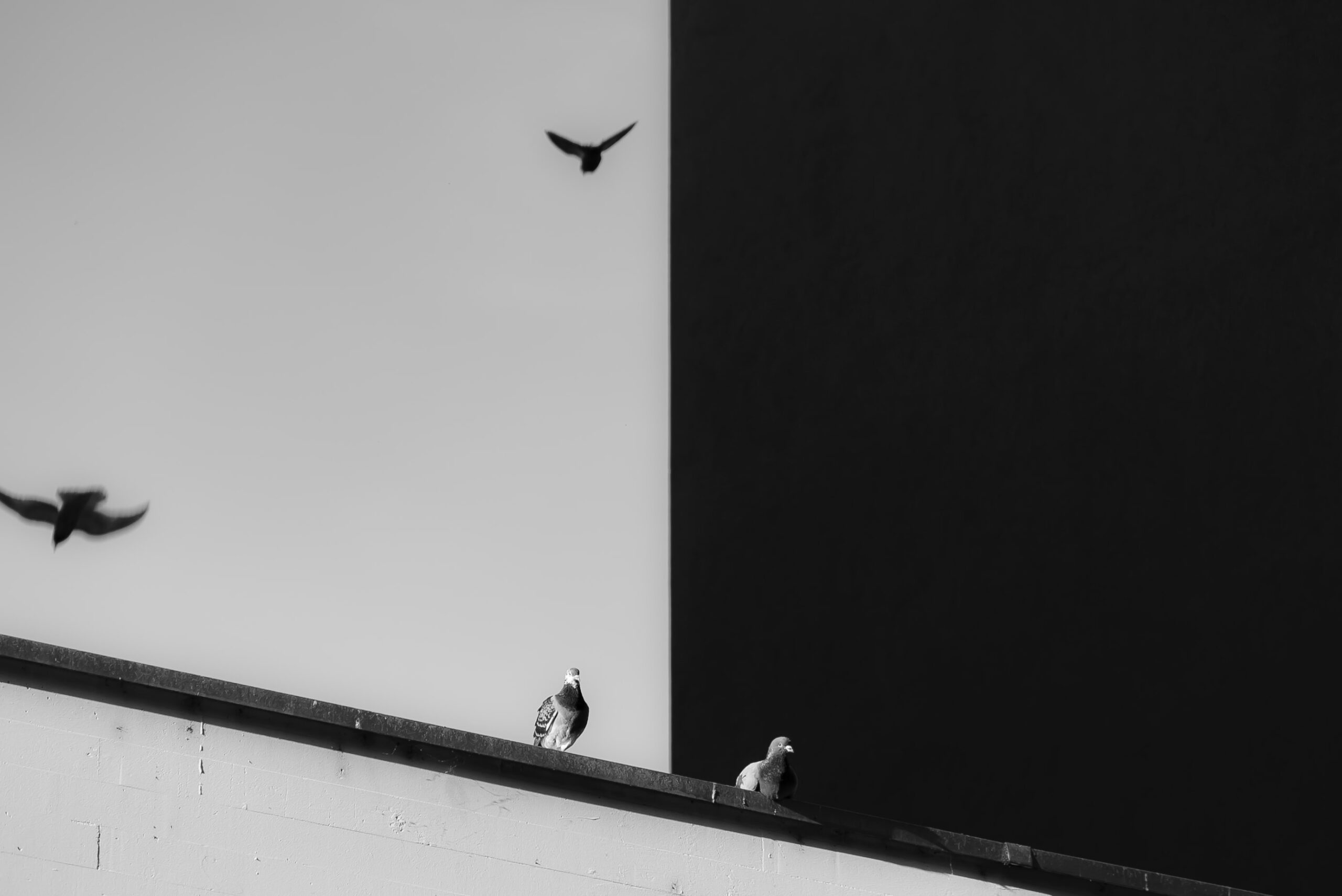 Schwar-weiss Bild mit starkem Kontrast. Rechts fliegen schwarze Vögel vor weissem Hintergrund, links sitzen weisse Vögel auf einem Hausdach vor einem schwarzen Hintergrund.