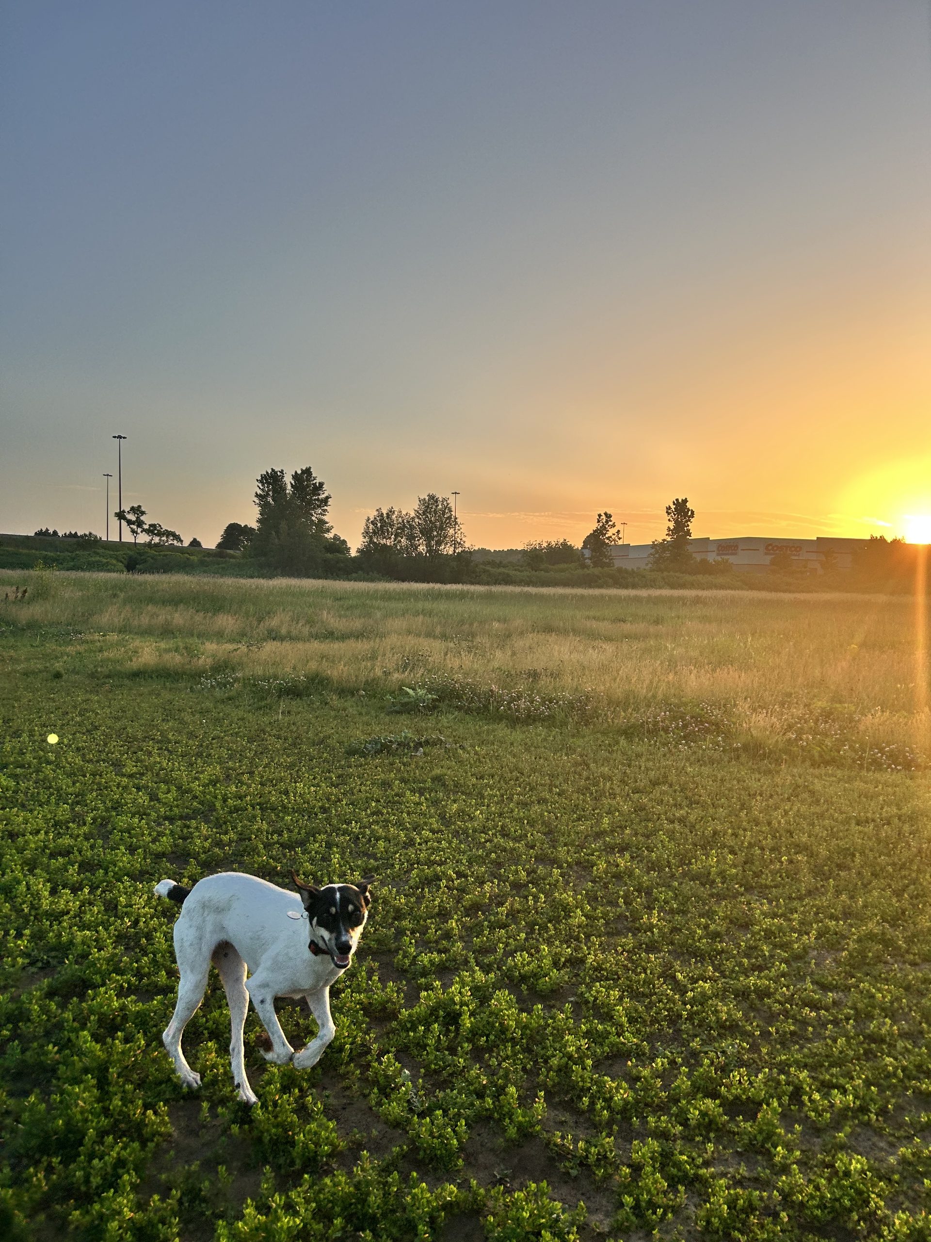 This is a picture of Frankie. She is a medium sized athletic dog. She has short, white fur around her body and black spots on her face and tail. Frankie has long legs and is running very quickly at a lush and green dog park while the sun is rising in the background. Frankie is smiling and appears to love being at the dog park. She is wild and she is free. 