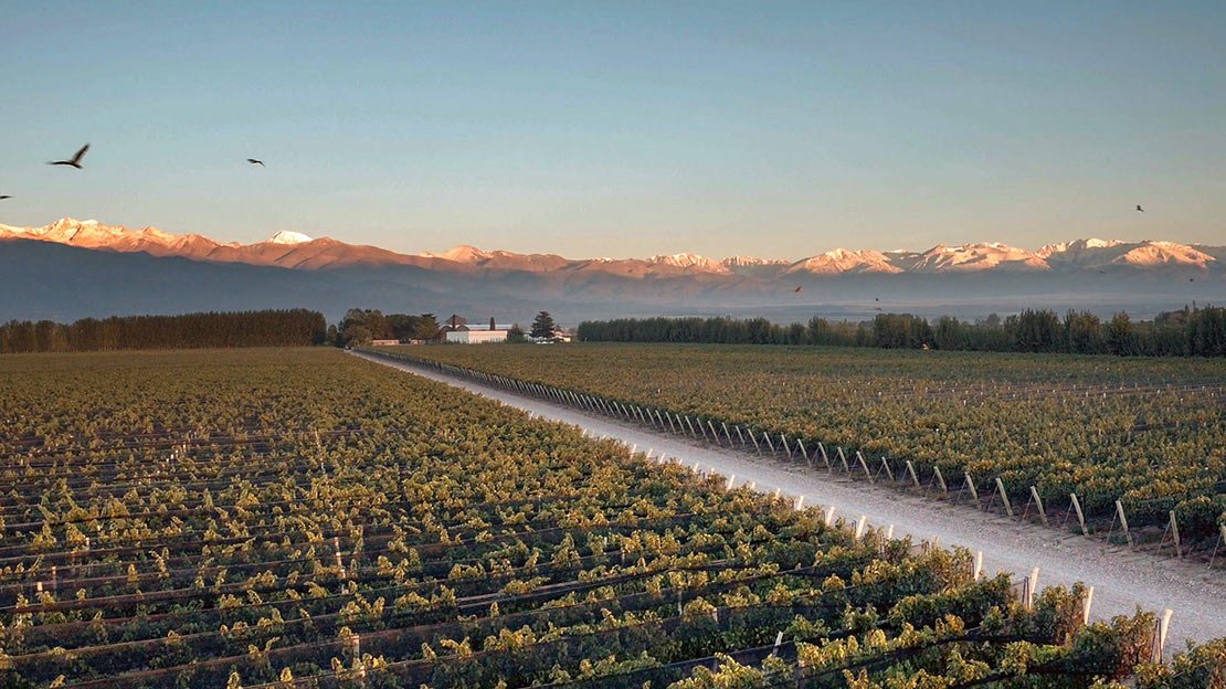 Meet Malbec Vinos de la Luz Pablo Tasso