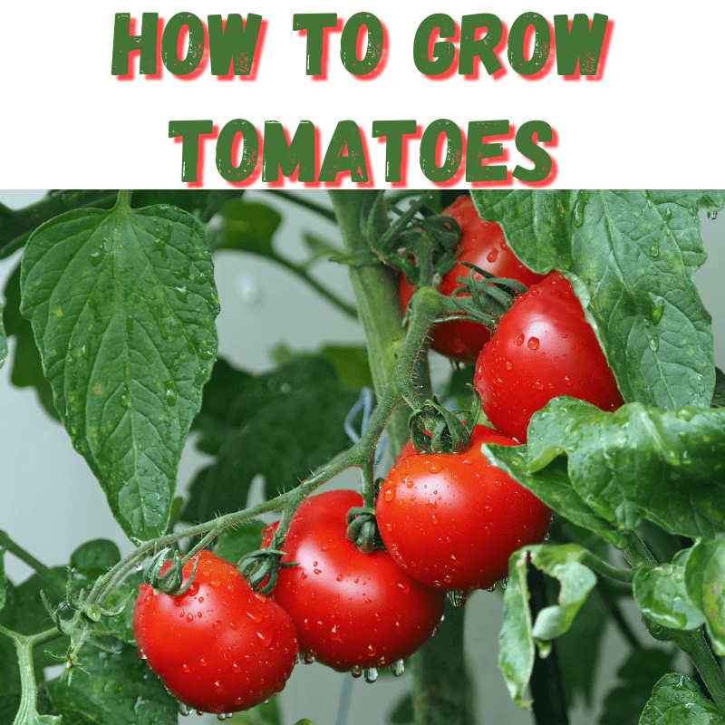 How to grow tomatoes
