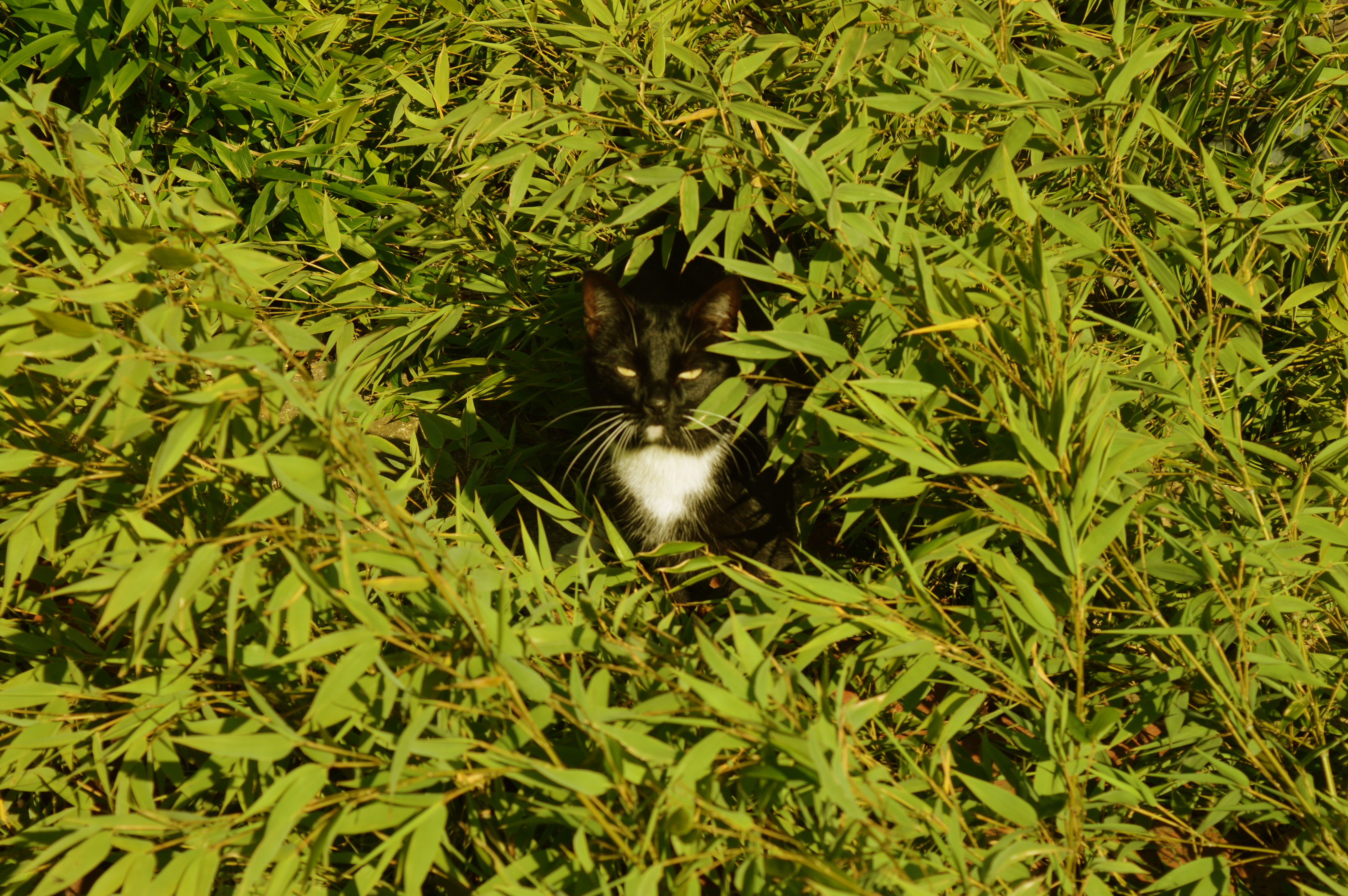 Saturday means deep techno with: Mr. Gali – Riddim Trees