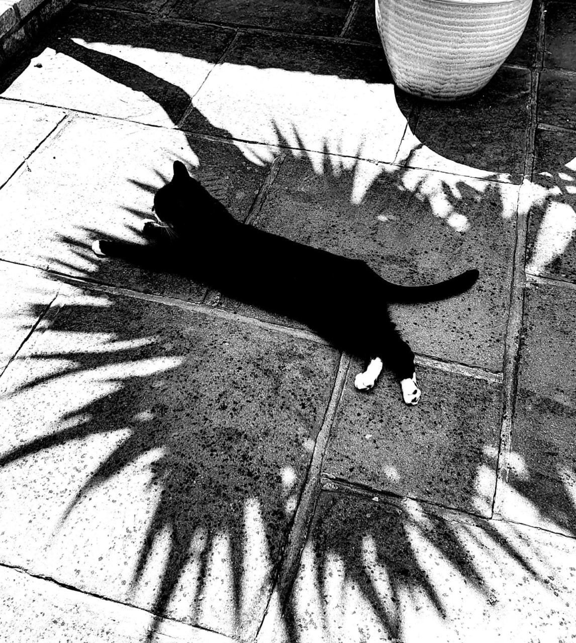 Monday melodic techno with: VeBross – platinum