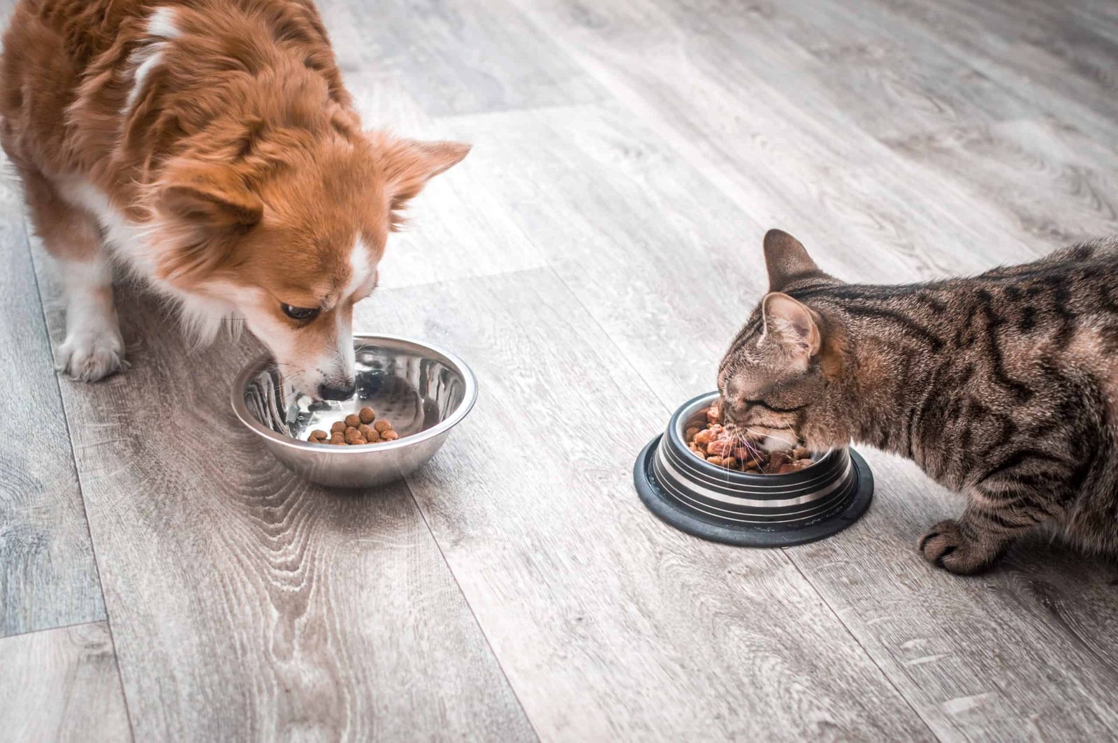 Royal Canin Dog Food How To Choose The Best Diet Plan For Your Pets Acme Canine