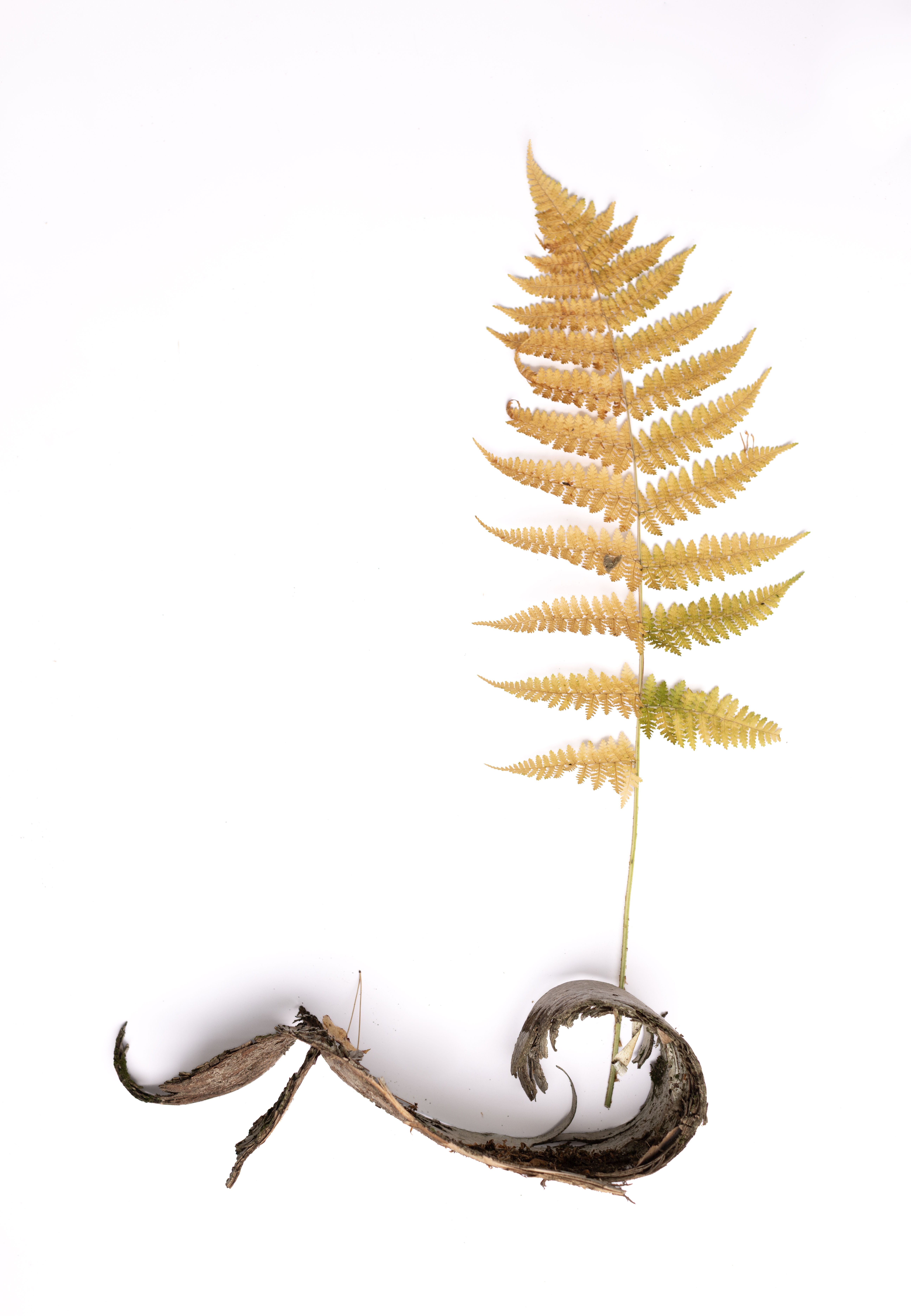 A single dried golden fern standing upright from a curled piece of tree bark against a white background.