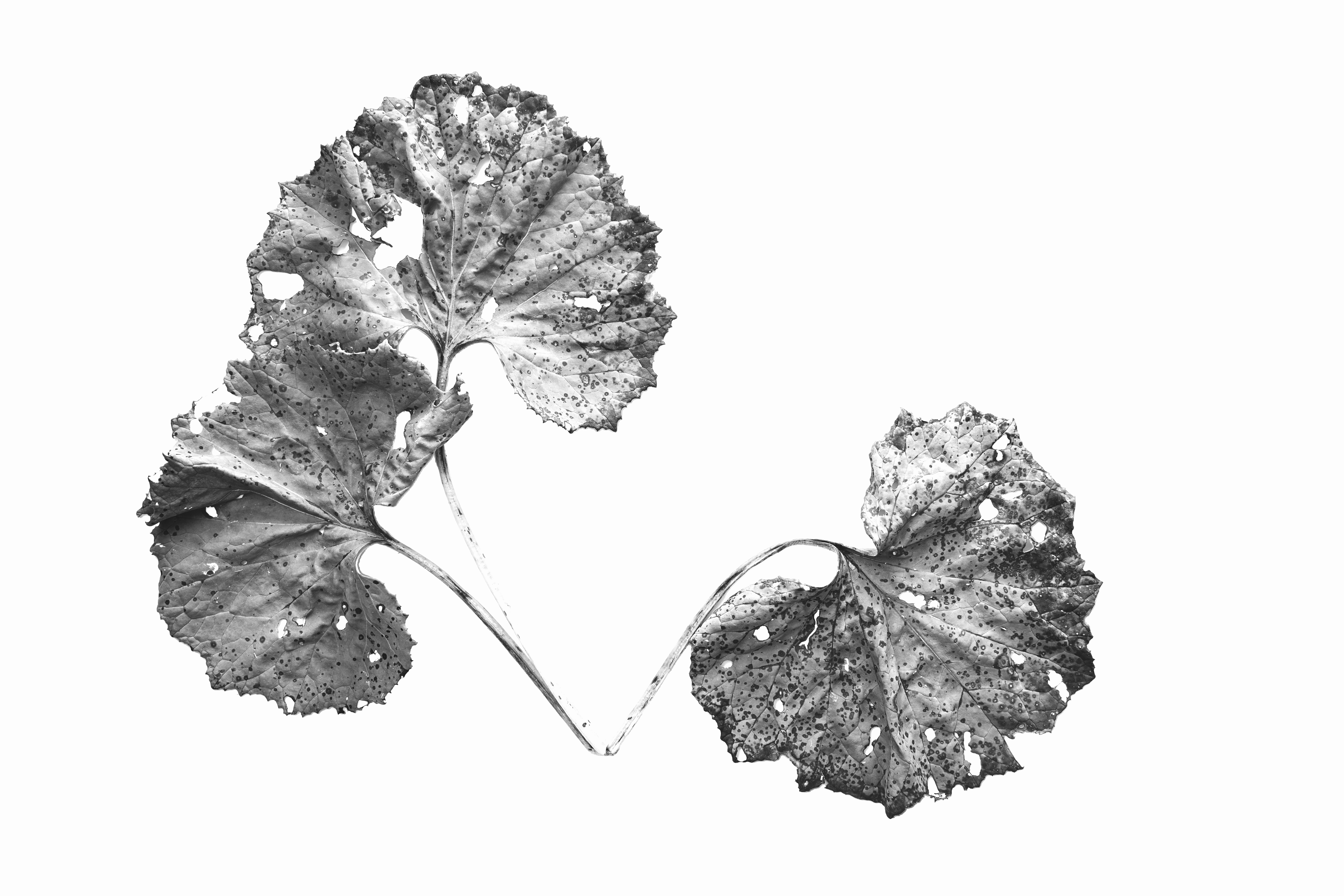 Black and white fine art detailed print of textured decaying leaves isolated against a stark white background.