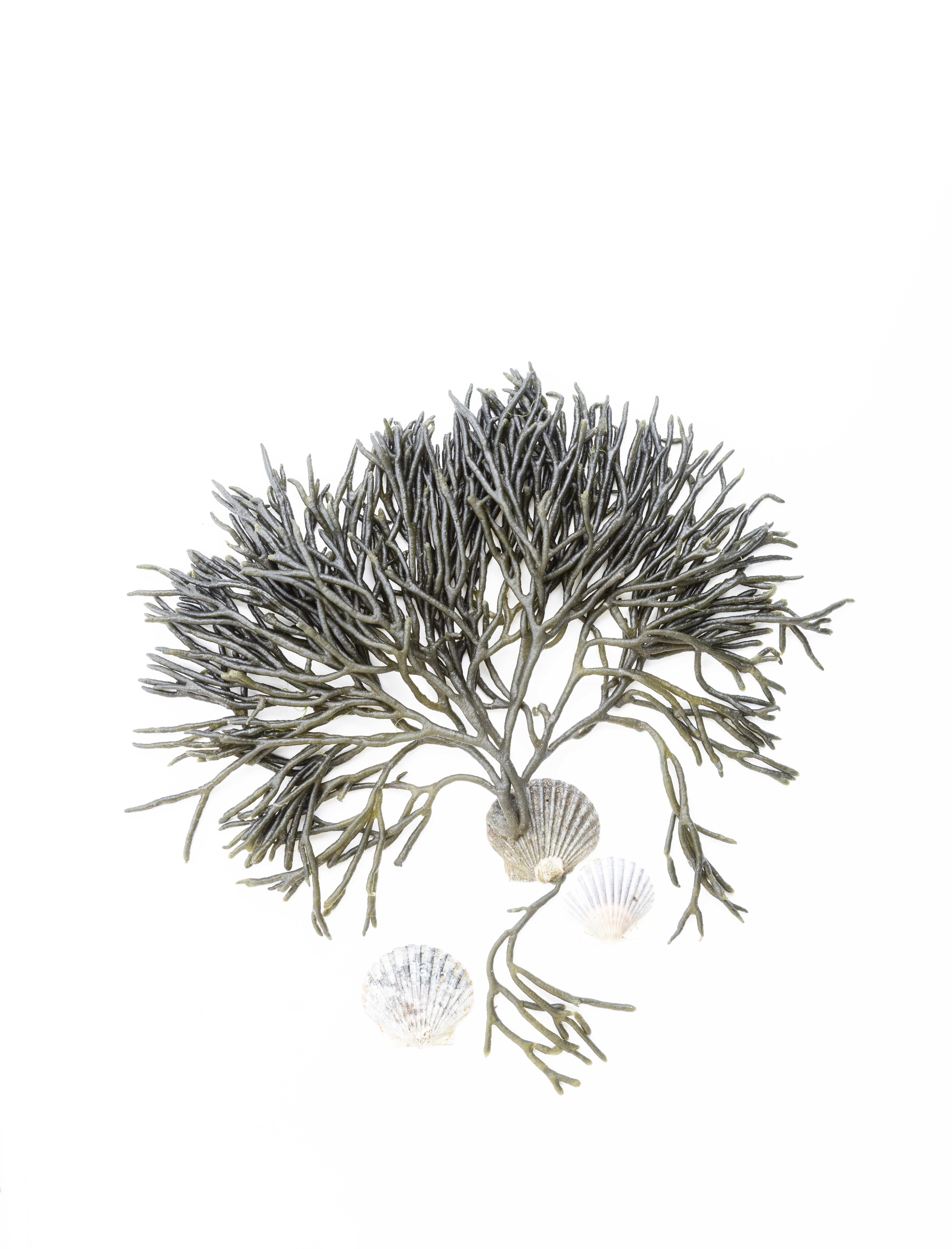 Branching muted green seaweed with small seashells against a white background.
