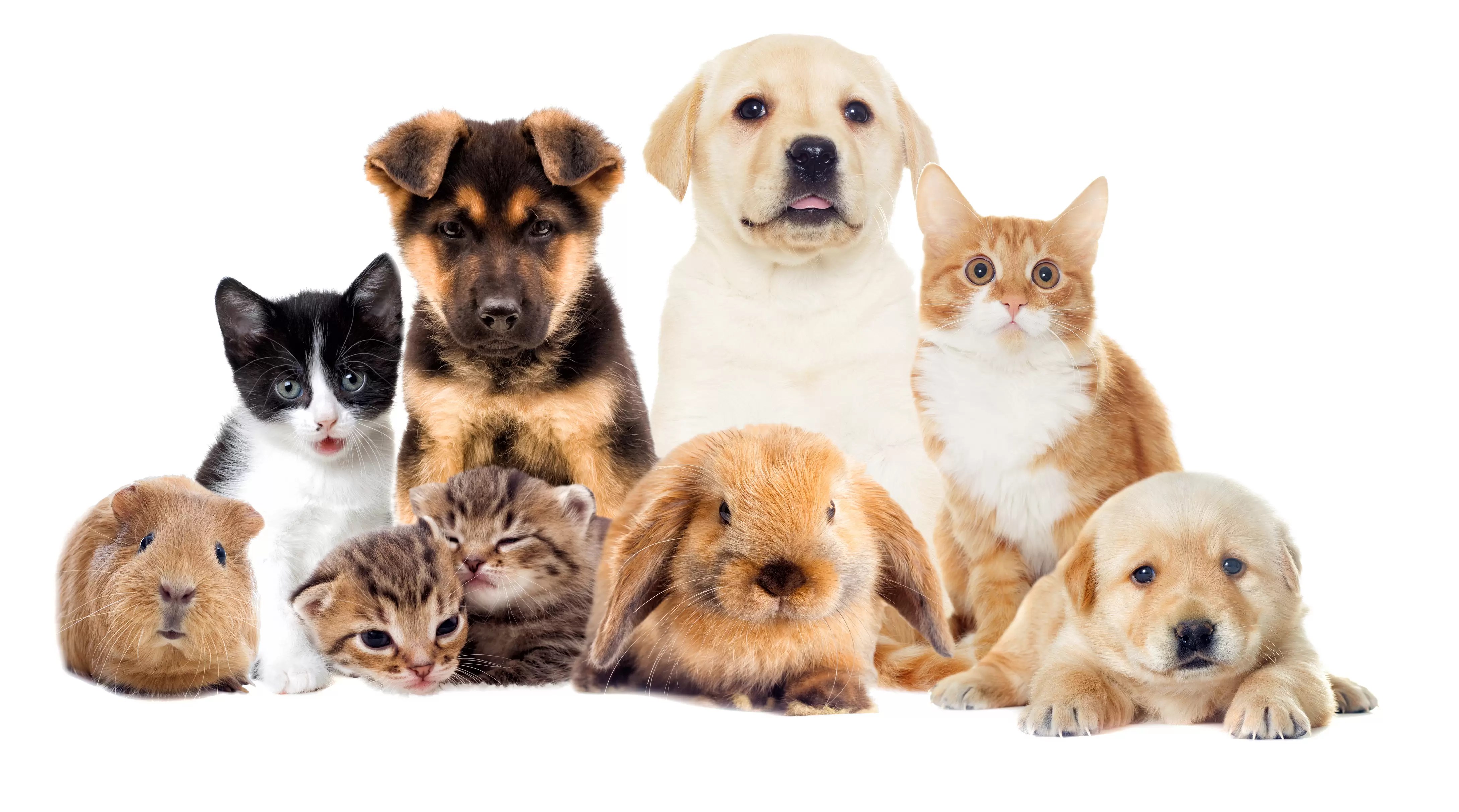 Pet Day Amigo vai arrecadar ração para animais abandonados