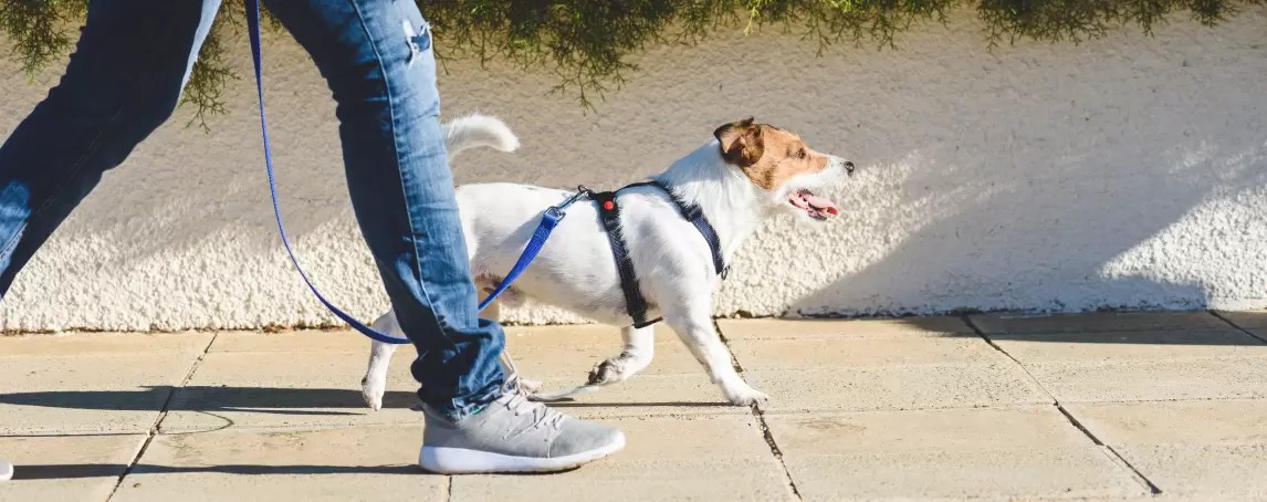 Caminhada com pets pede higienização mais rigorosa nesta pandemia