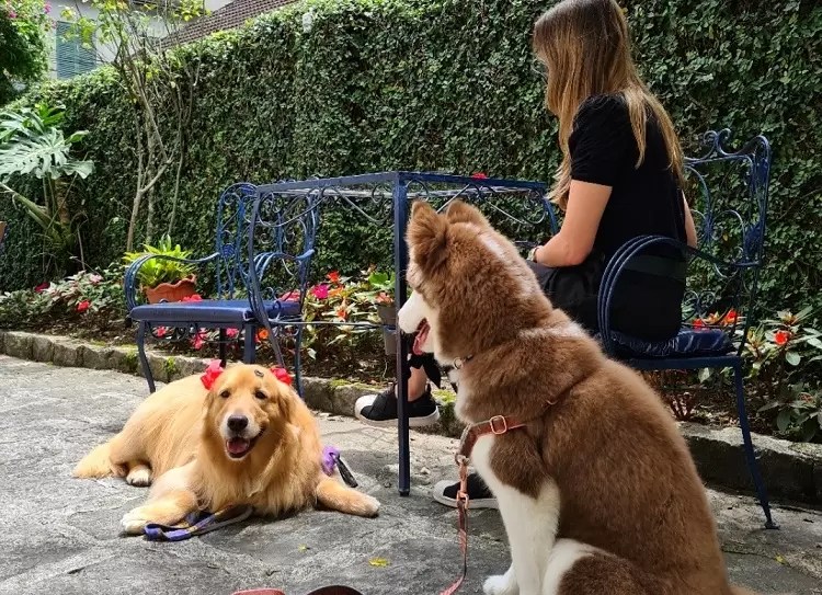Petrópolis ‘Pet Friendly’: rede hoteleira e de gastronomia se adaptam ao novo comportamento entre tutores e animais