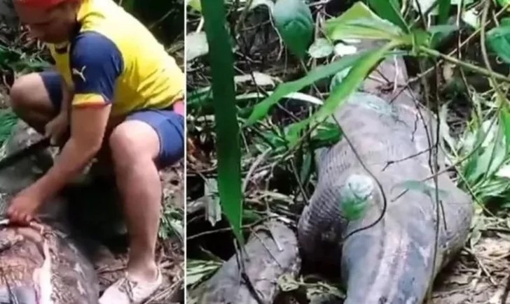 "Horror: Encuentran a una mujer desaparecida dentro del estómago de una pitón de 5 metros" 2 Madre devorada por pitón en Indonesia