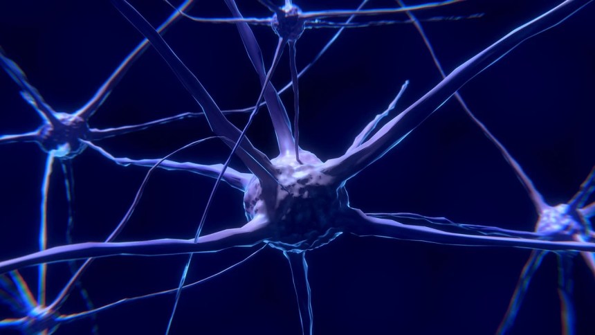 Explorando el potencial del trasplante de médula ósea en el tratamiento del Alzheimer y el envejecimiento cerebral.