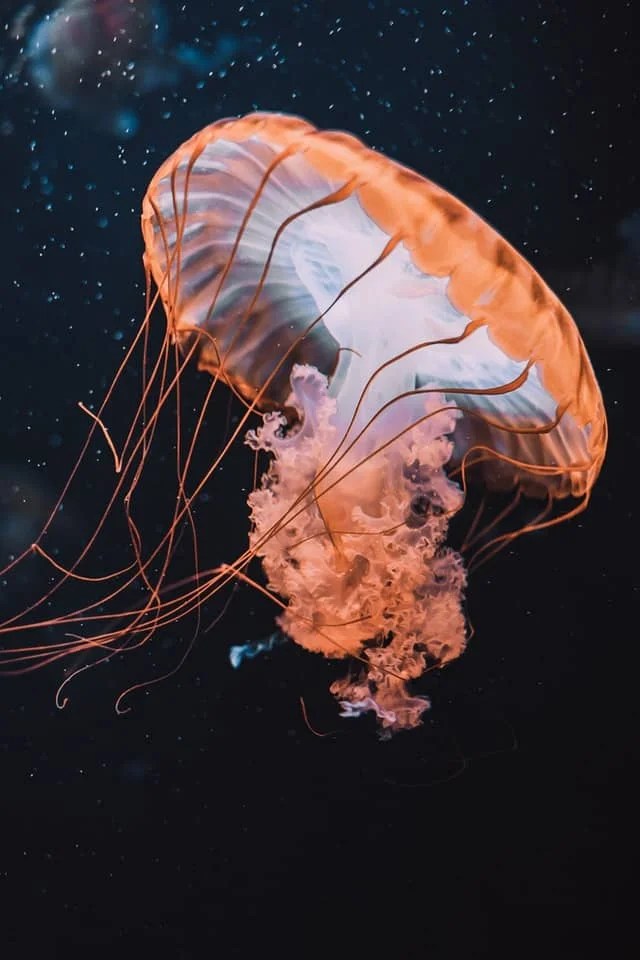 "Medusas: Alternativa Nutritiva y Ecológica"