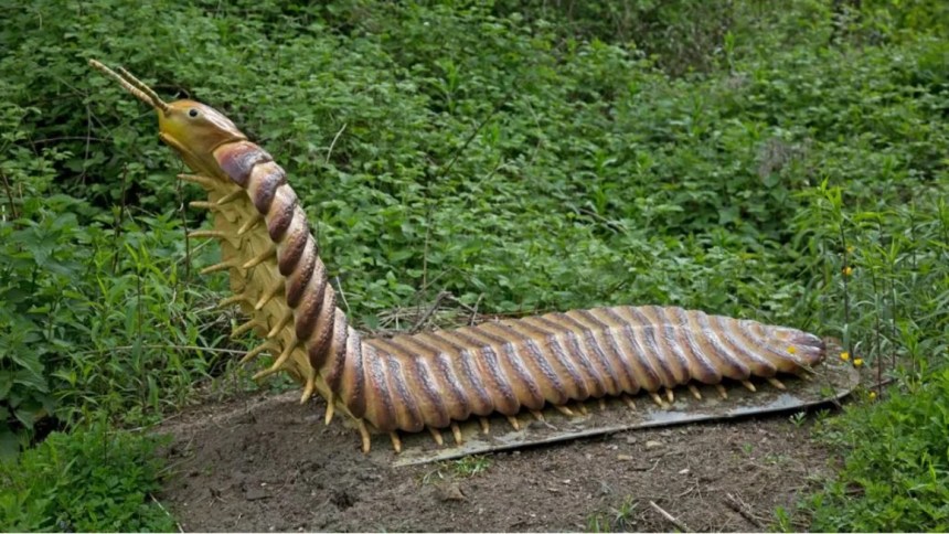 Durante casi dos siglos, Arthropleura, un coloso artrópodo que habitó la Tierra hace más de 300 millones de años, ha sido objeto de fascinación y misterio para la ciencia. Con un cuerpo segmentado que podía alcanzar hasta 2,6 metros de longitud, esta criatura, que recuerda a un milpiés moderno, se destacó como el artrópodo más grande conocido de la historia. Sin embargo, un aspecto crucial de su anatomía permaneció desconocido hasta hace poco: su cabeza.
