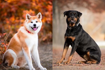 Los Perros Más Caros del Mundo: Razas de Lujo y Exclusividad