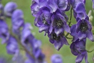 Las 10 Flores Más Venenosas del Mundo: Belleza Mortal que Cautiva y Aterroriza