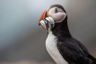 5 Lecciones Poderosas de Skomer Cómo 43 626 Frailecillos Ilustran un Éxito de Conservación Único